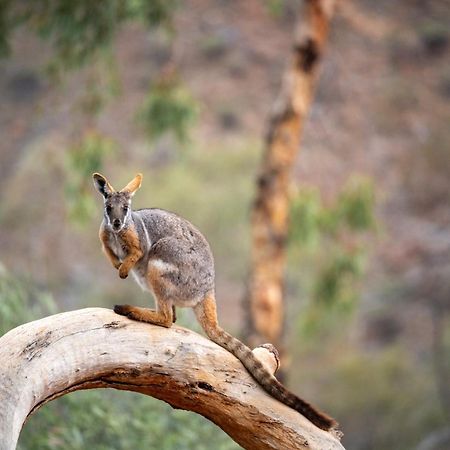 Arkaroola Wilderness Sanctuary Hotel Екстериор снимка