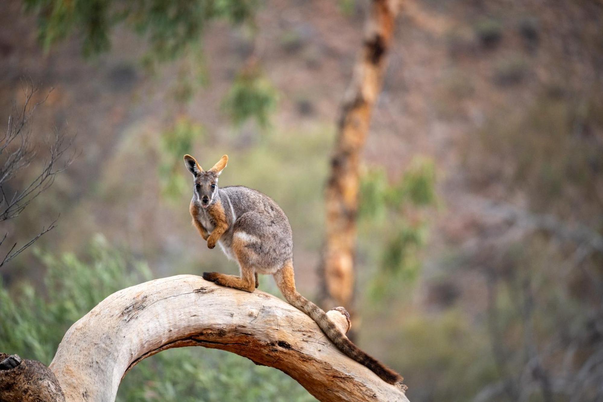 Arkaroola Wilderness Sanctuary Hotel Екстериор снимка